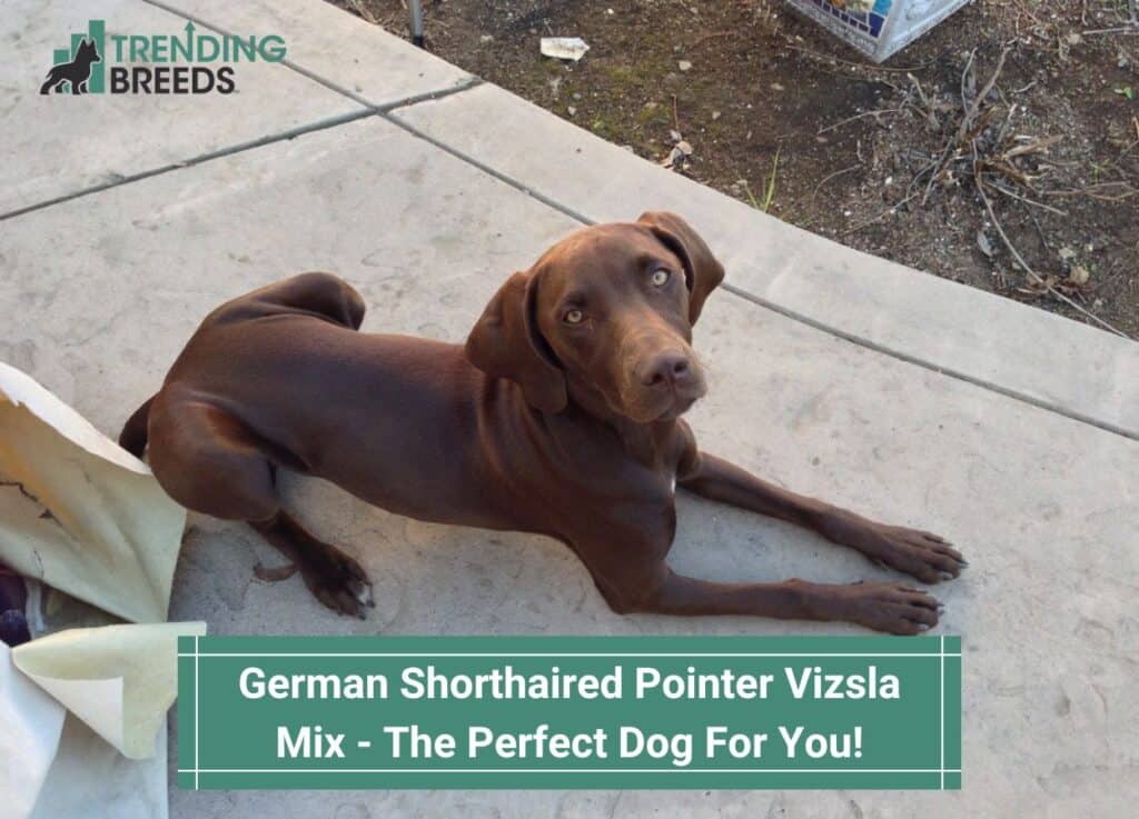 German-Shorthaired-Pointer-Vizsla-Mix-The-Perfect-Dog-For-You-template