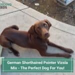 German-Shorthaired-Pointer-Vizsla-Mix-The-Perfect-Dog-For-You-template
