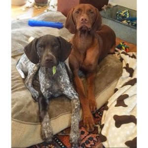 German-Shorthaired-Vizsla-Mix-Health