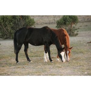 Good-Shepherd-Healing-Ministries-Horse-Rescue