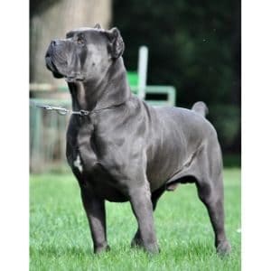Gray-Cane-Corso