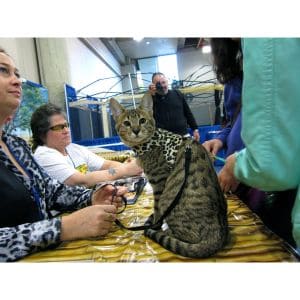 Great-Lakes-Bengal-Rescue