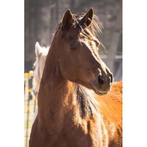 Greystone-Equine-Rescue-and-Rehabilitation-Inc