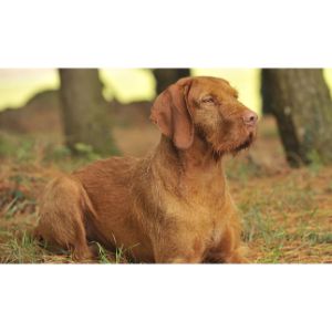 Grooming-Needs-Of-Wirehaired-Vizslas