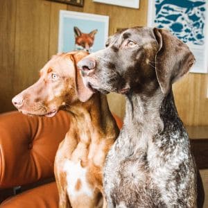 Grooming-a-German-Shorthaired-Pointer-Vizsla-Mix