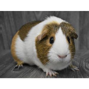 Guinea-Pig-Finder