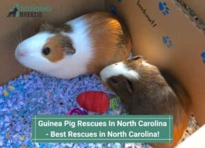 Guinea-Pig-Rescues-In-North-Carolina-template
