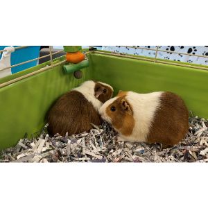 Guinea-Pig-Rescues-in-Florida