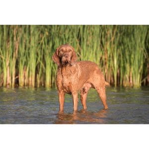 Health-Of-The-Wirehaired-Vizsla