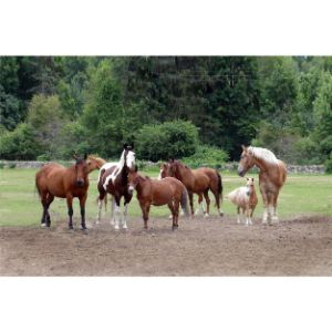Helping-Hearts-Equine-Rescue-Inc
