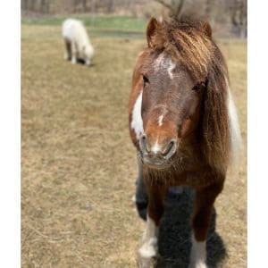 Helping-Our-Miniature-Equines