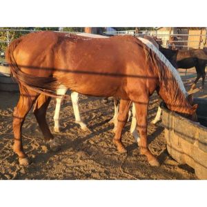 Hill-Country-Horse-Rescue