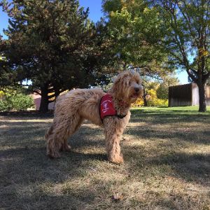 History-Of-Labradoodles-As-Service-Dogs