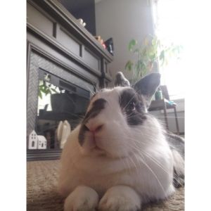 Hop-On-Home-Rabbit-Sanctuary