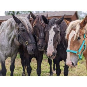 Hope-in-the-Valley-Equine-Rescue-and-Sanctuary