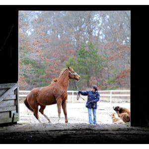 Horse-Rescues-in-New-York