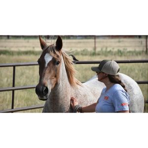 Horse-and-Hound-Rescue-Foundation