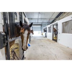 Horses-Without-Humans-Rescue-Organization