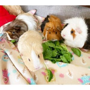 Houston-Area-Guinea-Pig-Rescue