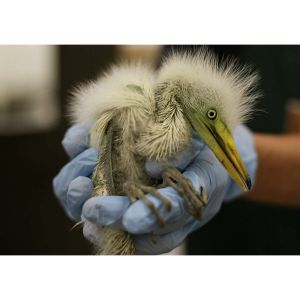 Houston-Texas-Parrot-Rescue-and-Adoption