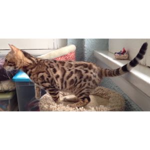 How-Do-Bengal-Cats-End-Up-in-Shelters