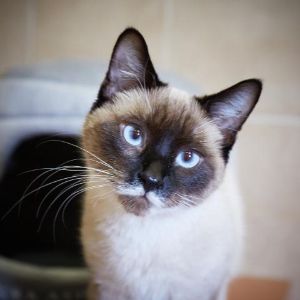 How-Do-Cats-End-Up-in-Tampa-Shelters