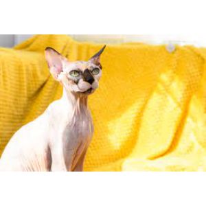 How-Else-Can-I-Get-a-Hairless-Cat