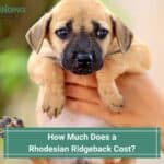 How-Much-Does-a-Rhodesian-Ridgeback-Cost-template