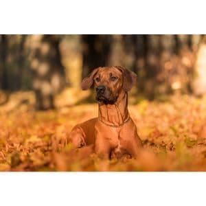 How-To-Minimize-Rhodesian-Ridgeback-Shedding