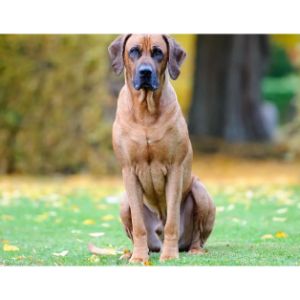 How-much-are-Rhodesian-Ridgeback-dogs