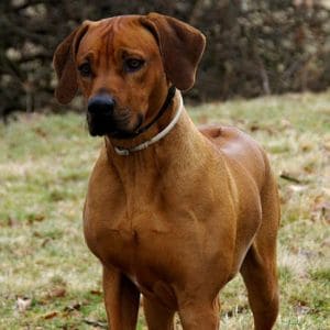 How-much-are-Rhodesian-Ridgeback-puppies