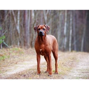 How-much-do-Rhodesian-Ridgebacks-cost-from-a-shelter