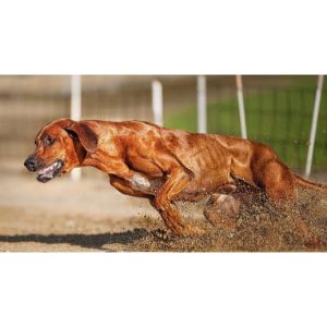 How-to-train-a-Rhodesian-Ridgeback-to-hunt