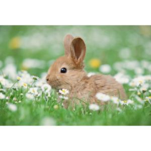 Hug-a-Bunny-Animal-Rescue