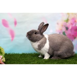 Hunter-Hollow-Bunny-Bed-and-Breakfast