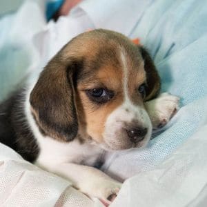 Illinois-Top-Beagle-Rescues