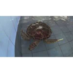 Karen-Beasley-Sea-Turtle-Rescue-and-Rehabilitation-Center