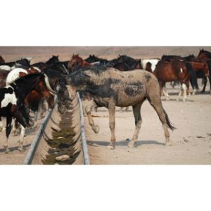 Karuna-Horse-Rescue