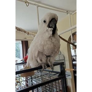 Kikis-Parrot-Playland-Sanctuary-and-Rescue