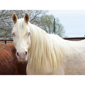 Kindred-Spirits-Rescue-Ranch