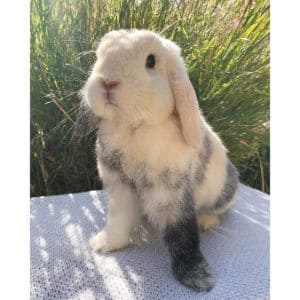 Kribs-for-Kritters-Rabbit-Rescue