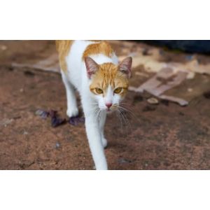 Large-Stray-Cat-Rescues-Nationwide
