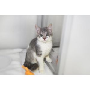 Larimer-Humane-Society