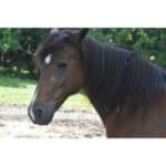 The 10 Best Horse Rescues in Pennsylvania (PA)! (2024)