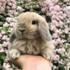 Leaps-Bounds-Rabbit-Rescue