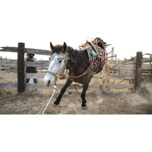 Liberty-Acres-Equine-Rescue-Sanctuary