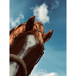Lifesavers-Wild-Horse-Rescue