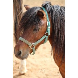 Lifesavers-Wild-Horse-Rescue