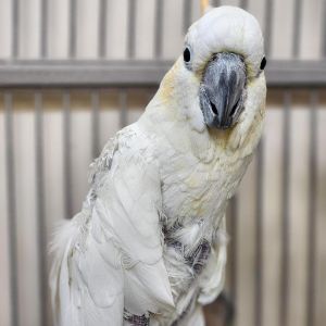 Long-Island-Parrot-Society