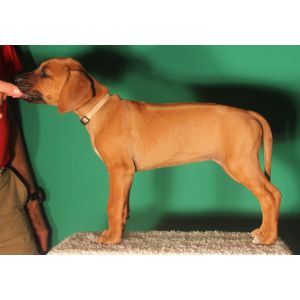 Lookout-Ridge-Rhodesian-Ridgeback-Rescue